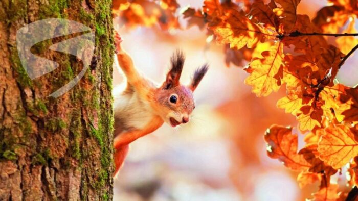 Buurtvereniging Noorder-es - Agenda - Herfst Bloemschikken